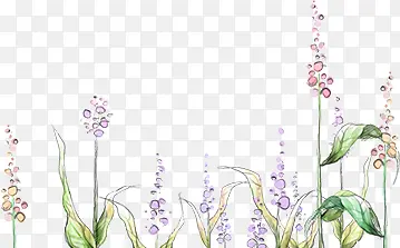 紫色铃兰花朵植物