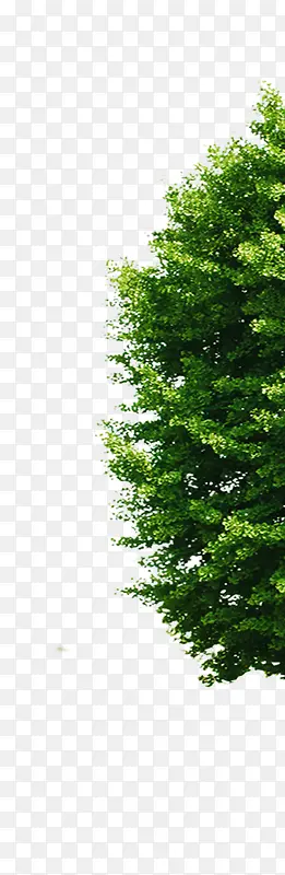 合成摄影绿色的大树造型效果