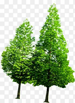 合成绿色的大树效果造型
