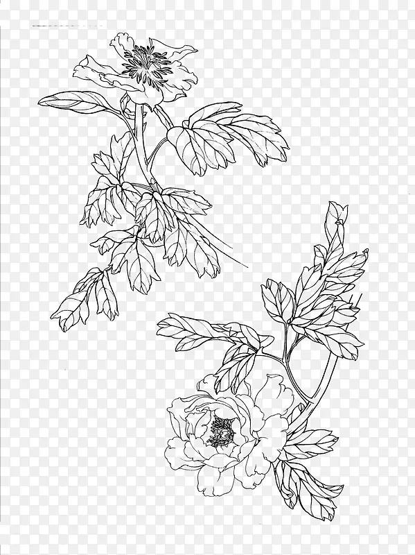 白描牡丹花