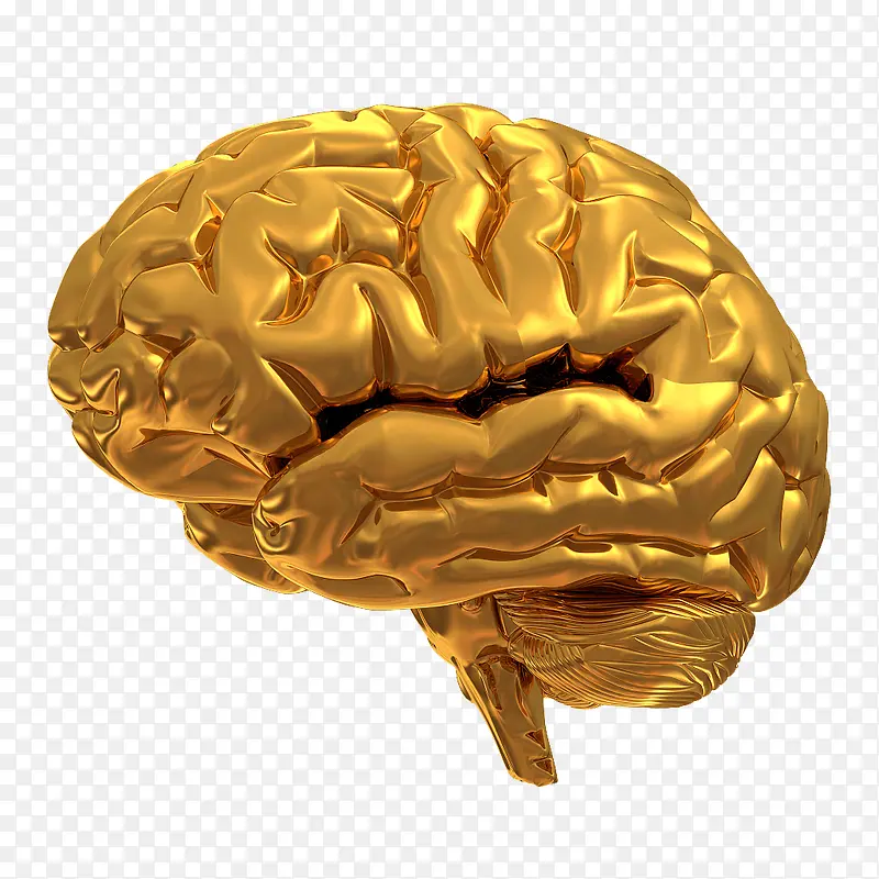 金色模型大脑