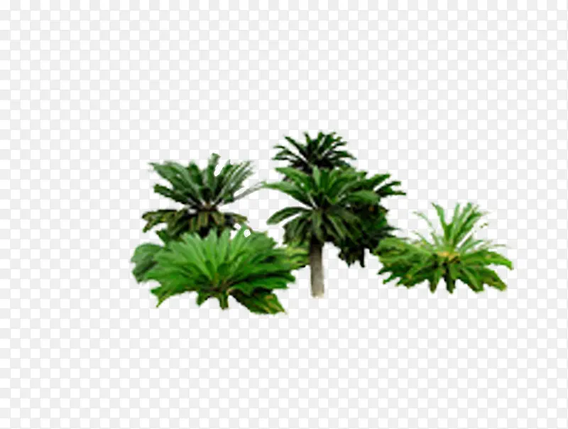 热带低矮植被