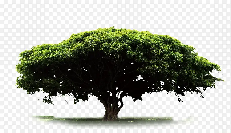 绿色大树素材