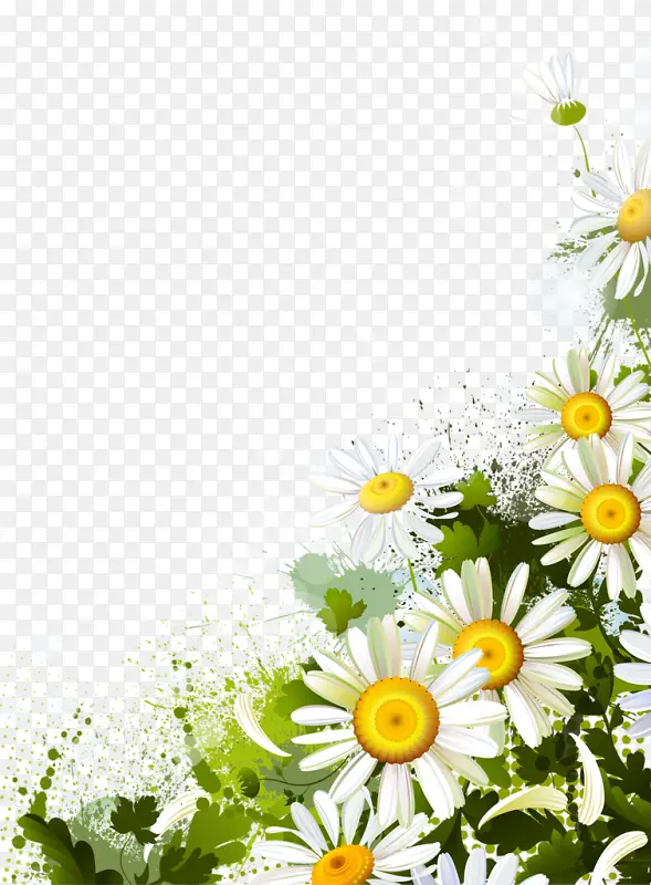 白色小菊花丛