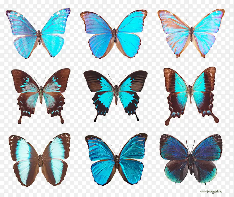 各种蓝色蝴蝶