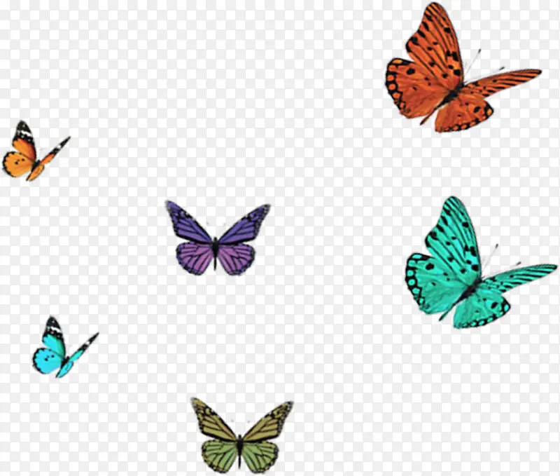 各种彩色蝴蝶