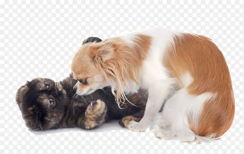 玩耍的猫和狗
