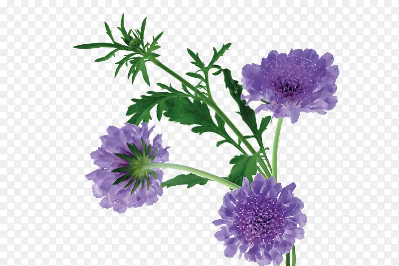 三朵紫色小花