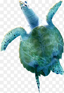 海龟 绿色 海洋生物