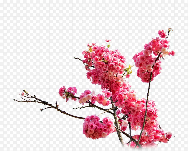 粉色樱花