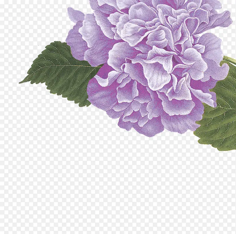 紫色的花儿