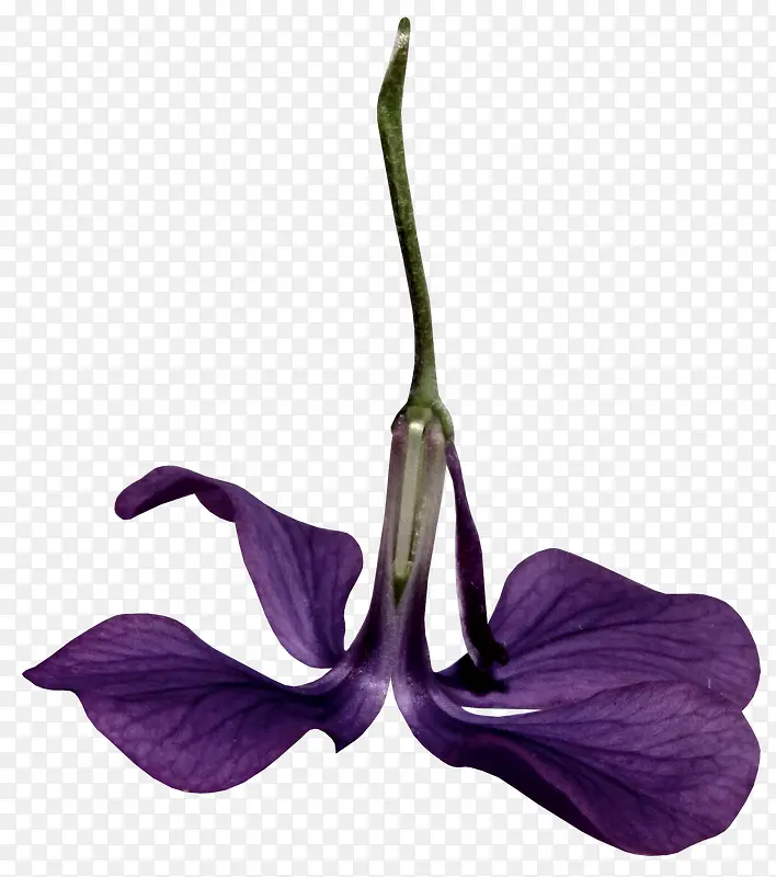 倒着的蓝紫色喇叭花