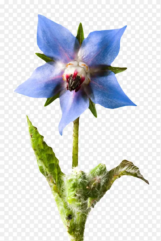 蓝色草本植物带梗的琉璃苣实物