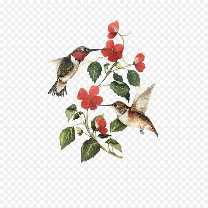 鸟和红花的组合