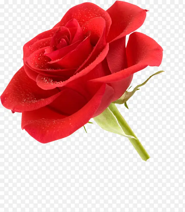 植物唯美浪漫情人节礼物红色玫瑰花