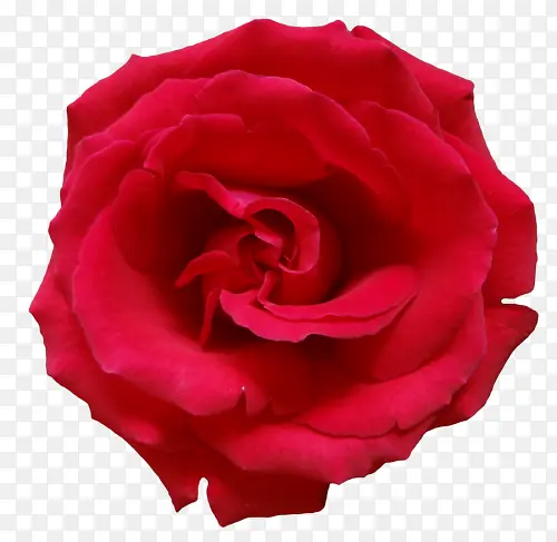 红色浪漫唯美植物花朵玫瑰花