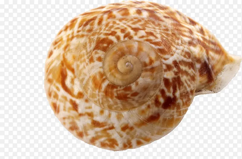 蜗牛海螺