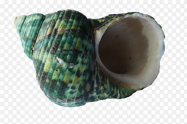 绿色海螺壳