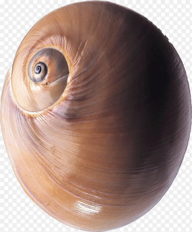 棕色的蜗牛壳