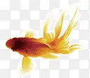 水彩画中的金鱼