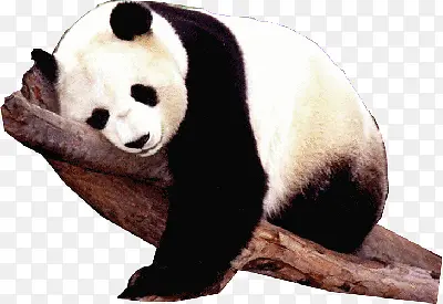 树上的大熊猫素材