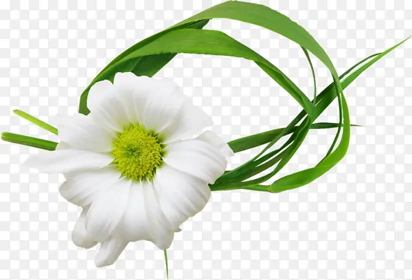白色菊花