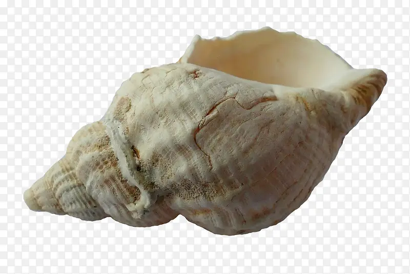 白色海螺壳