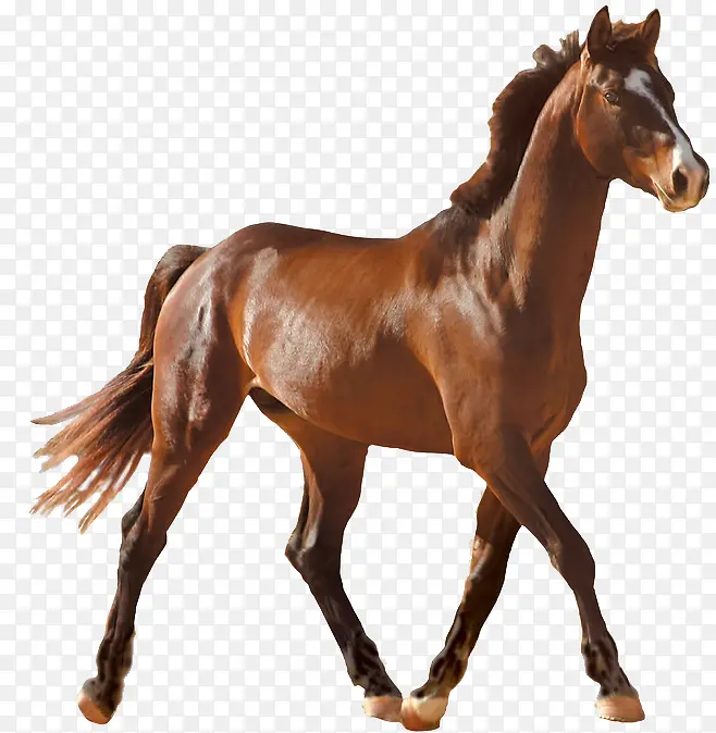 棕色的马