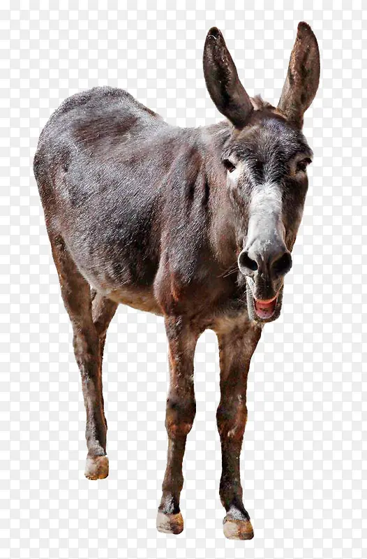 正对着你的骡子