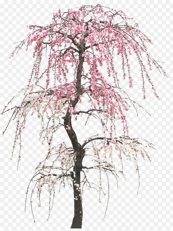 樱花立面树装饰树