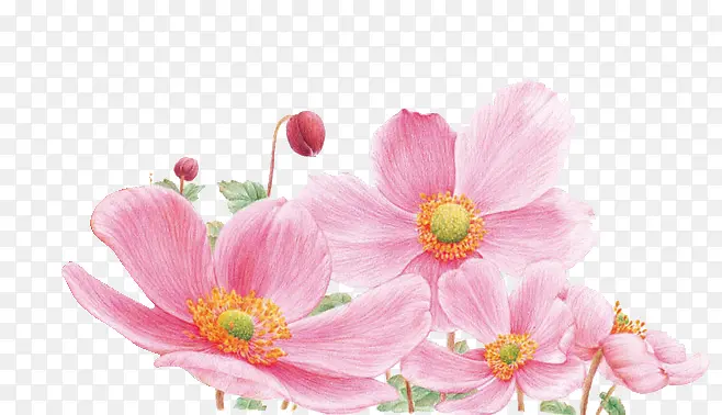 漂亮的粉色花朵