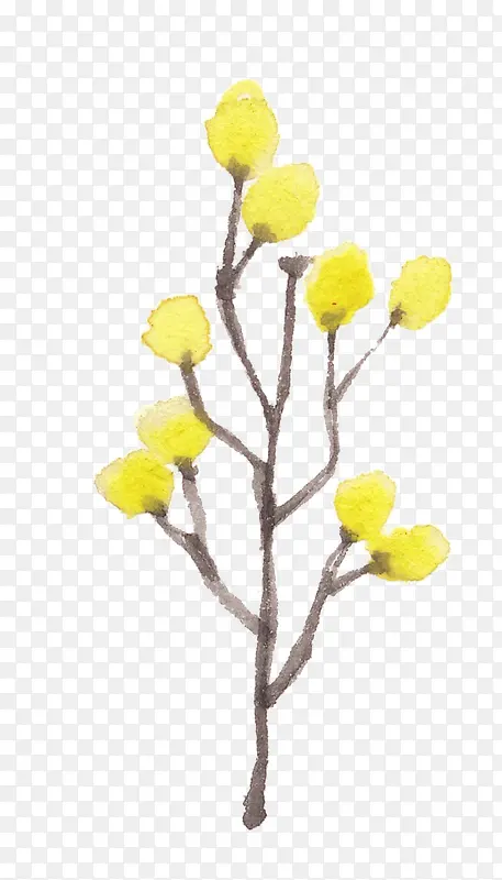 含苞待放的黄花