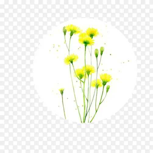 野花黄色素材图片