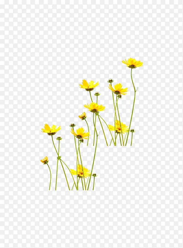 春天的黄色野花