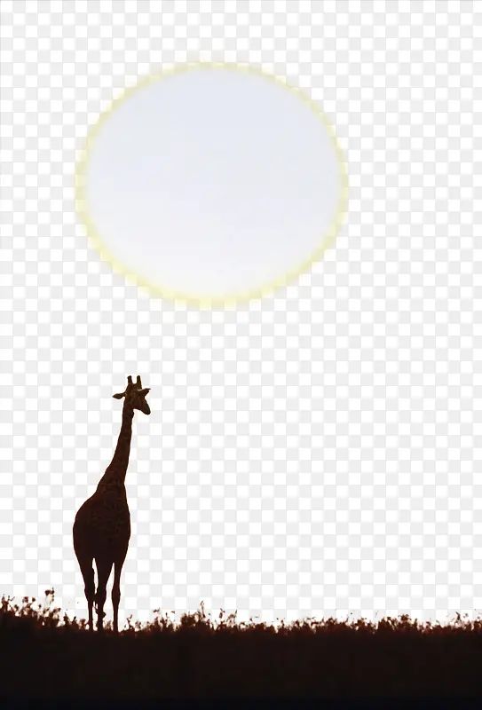 手绘阳光长颈鹿