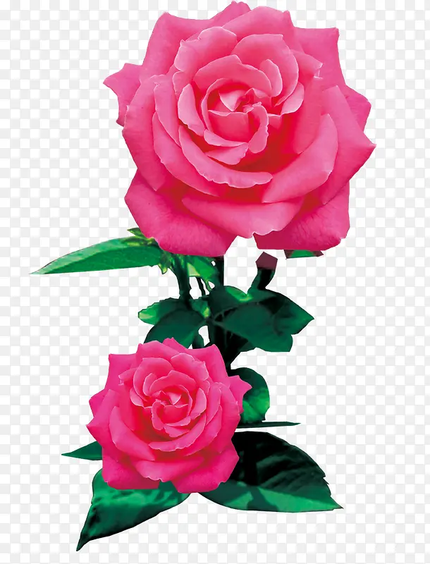 玫瑰花朵分层免费图片