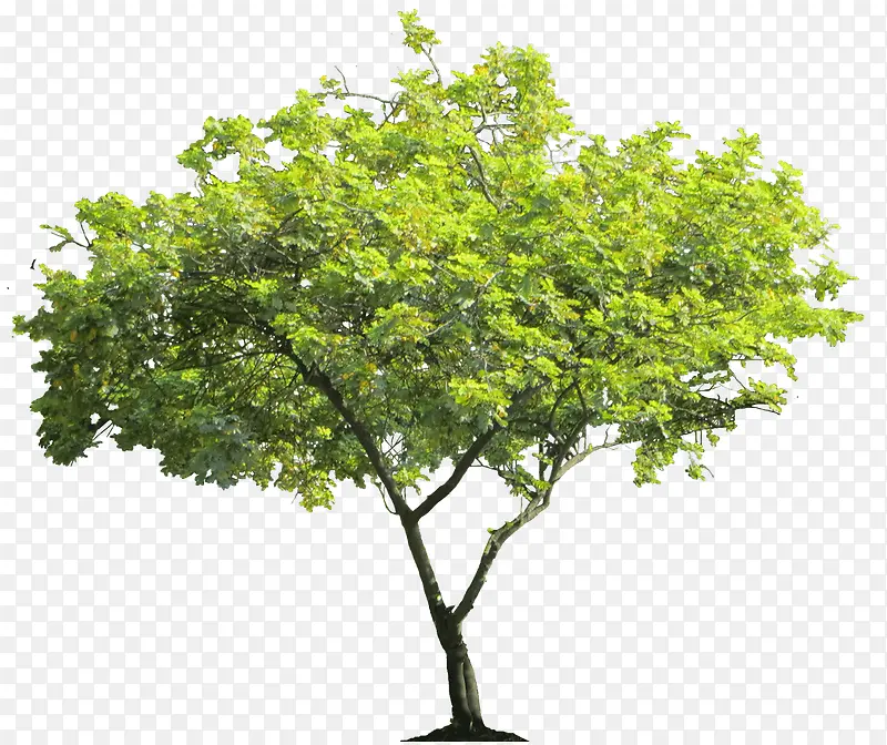 绿色茂盛大树