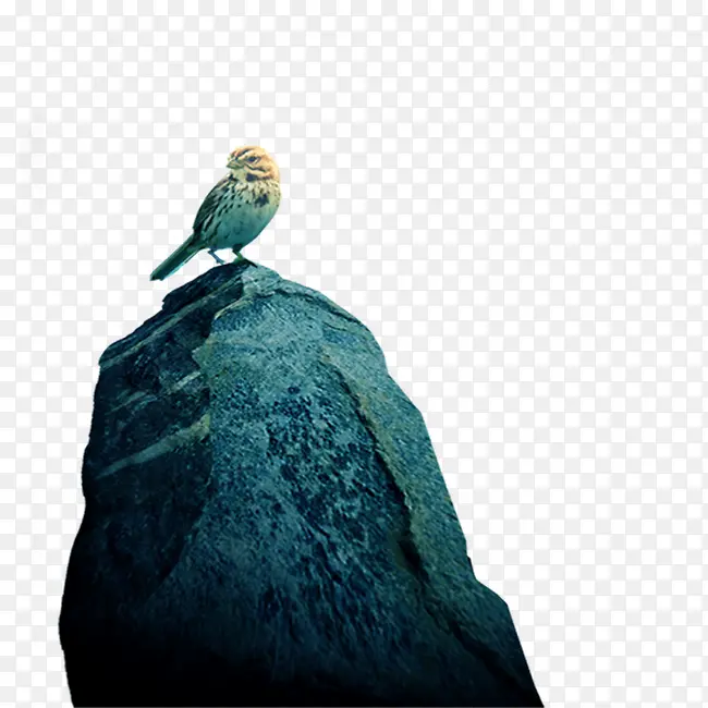 石头小鸟