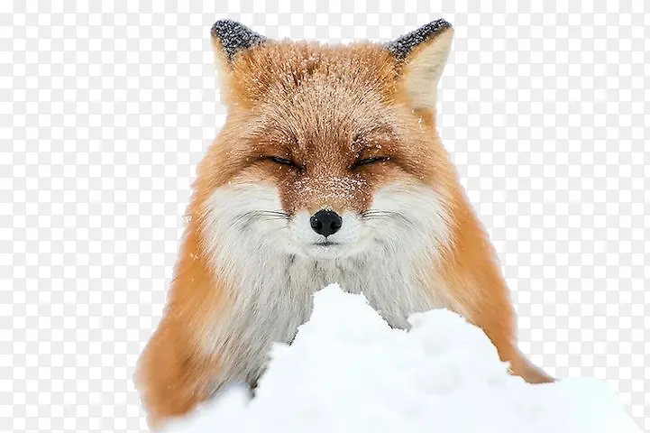 狐狸素材