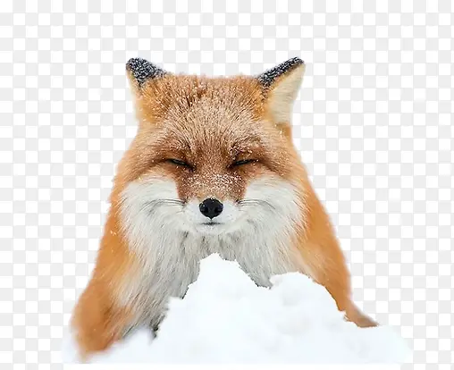 雪中的狐狸素材图片