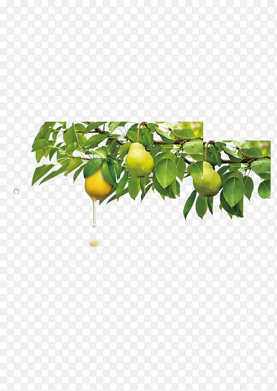 树上的橙子