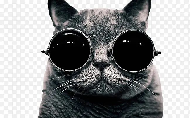 可爱戴眼镜小猫图片