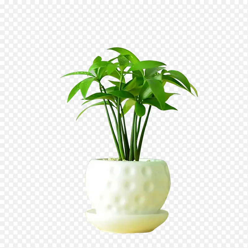 室内清新绿植PNG图片素材下载_图片编号8074518-PNG素材网