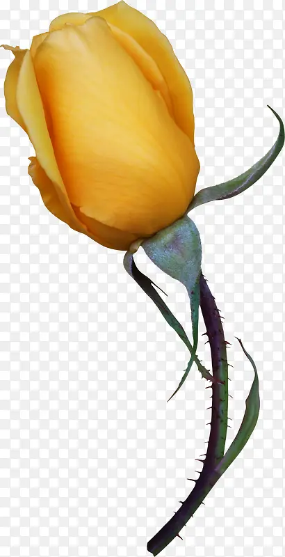 一朵黄色玫瑰
