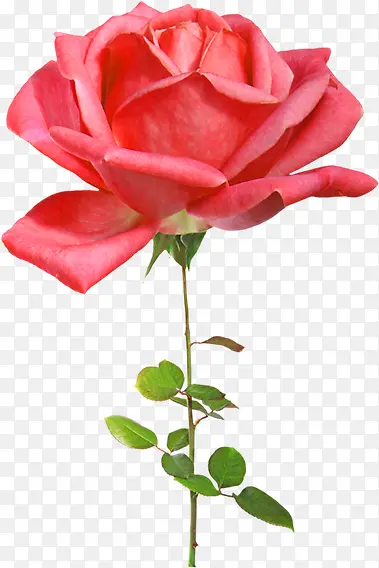清晰唯美单只红色玫瑰花