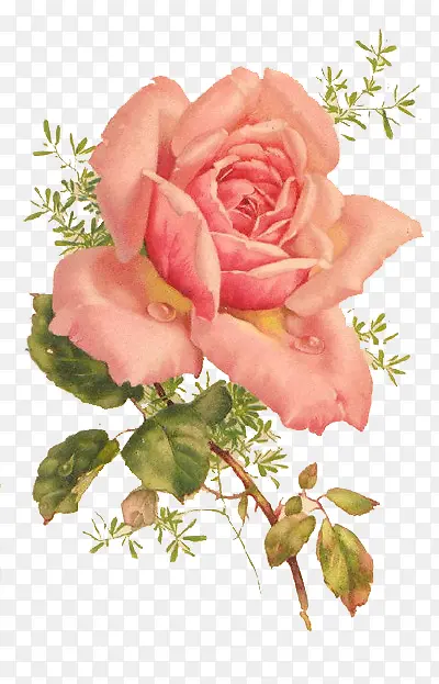 单只粉色水彩玫瑰