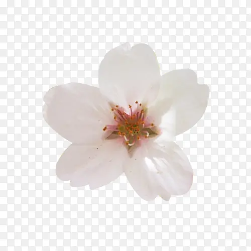 五瓣梨花花瓣图片素材