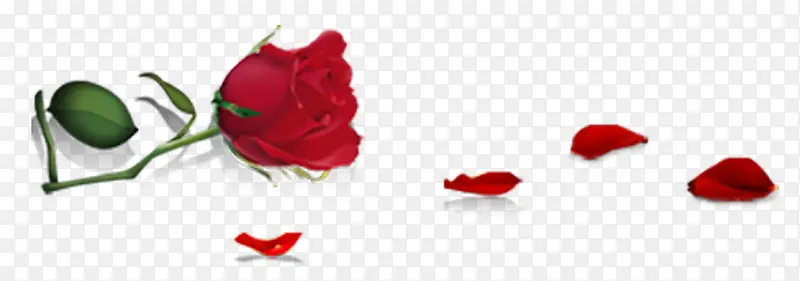 鲜艳玫瑰花爱情红色