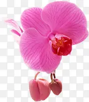 粉色高清果实生长花朵
