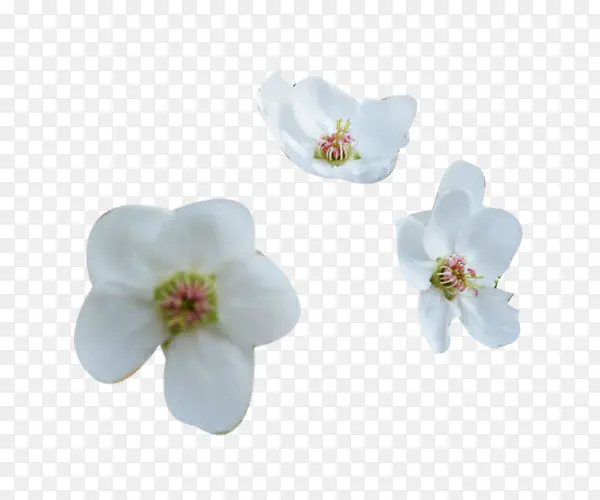 三朵梨花花瓣图片素材